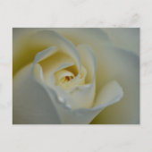 White Rose Briefkaart (Voorkant)