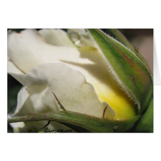 White Rose Bud Kaart (Voorkant Horizontaal)