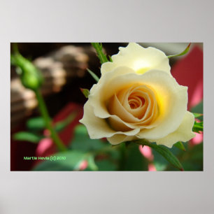 White Rose Bud Print/Poster - Selecteer uw Lijst Poster