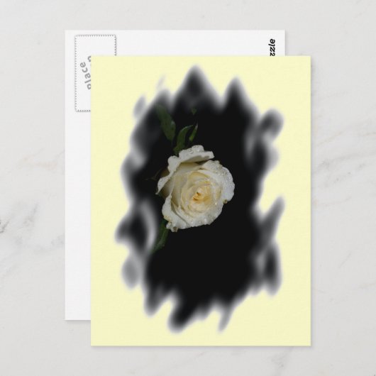 White Rose Burned Edges Briefkaart (Voorkant / Achterkant)