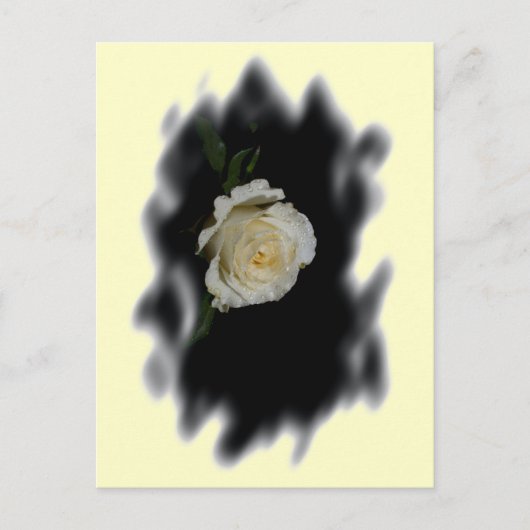 White Rose Burned Edges Briefkaart (Voorkant)