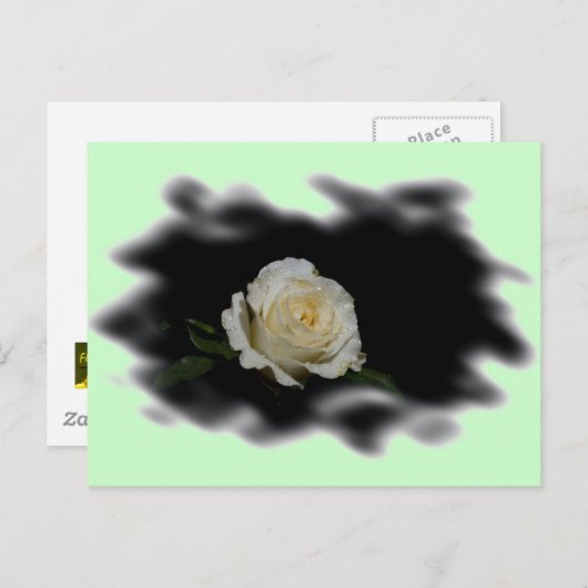 White Rose Burned Edges Briefkaart (Voorkant / Achterkant)