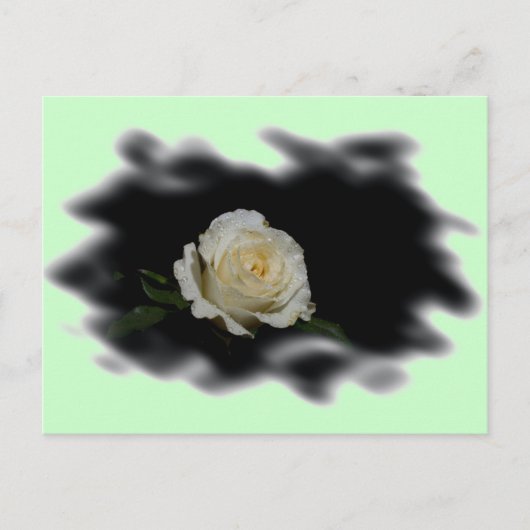 White Rose Burned Edges Briefkaart (Voorkant)