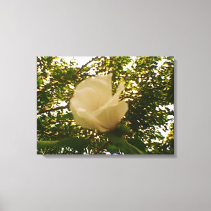 White Rose Canvas Afdruk