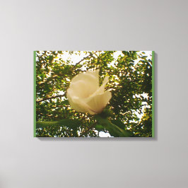 White Rose Canvas Afdruk
