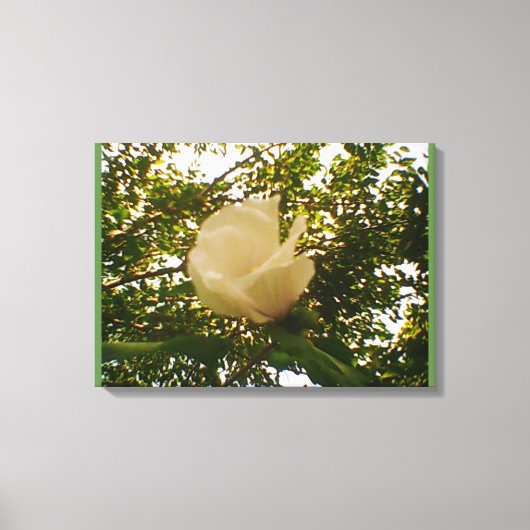 White Rose Canvas Afdruk (Voorkant)
