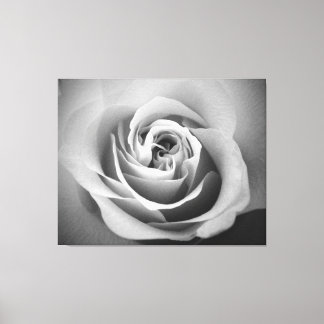 White Rose Canvas Afdruk
