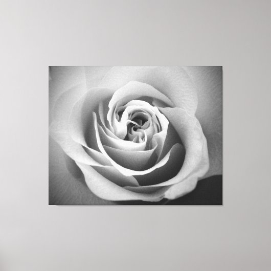 White Rose Canvas Afdruk (Voorkant)