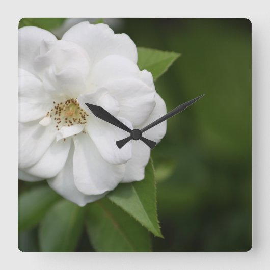 White Rose Clock Vierkante Klok (Voorkant)