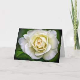 White Rose Flower Art Blank Note Kaart