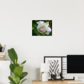 White Rose Flower Art Poster (Thuiskantoor)