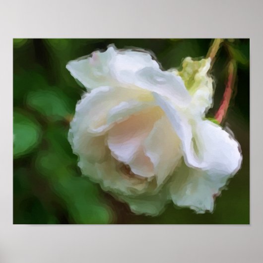 White Rose Flower Art Poster (Voorkant)