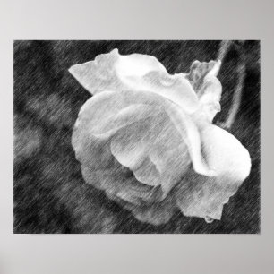 White Rose Flower Black Pencil Tekening Poster