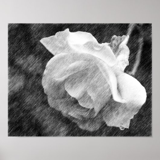 White Rose Flower Black Pencil Tekening Poster (Voorkant)