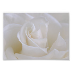 White Rose Flower foto Print Afdruk
