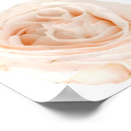 White Rose Flower Poster