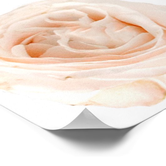 White Rose Flower Poster (Hoek)