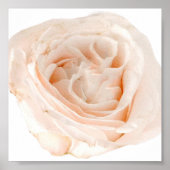 White Rose Flower Poster (Voorkant)