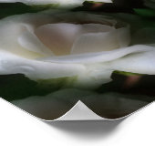 White Rose Flowers Abstract Poster (Hoek)
