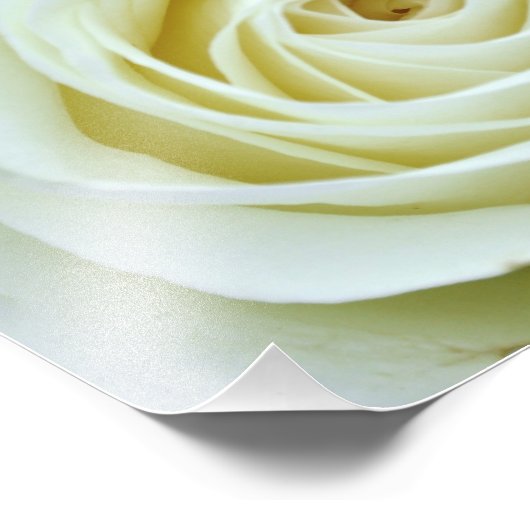 White Rose Foto Afdruk (Hoek)
