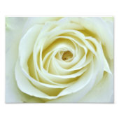 White Rose Foto Afdruk (Voorkant)