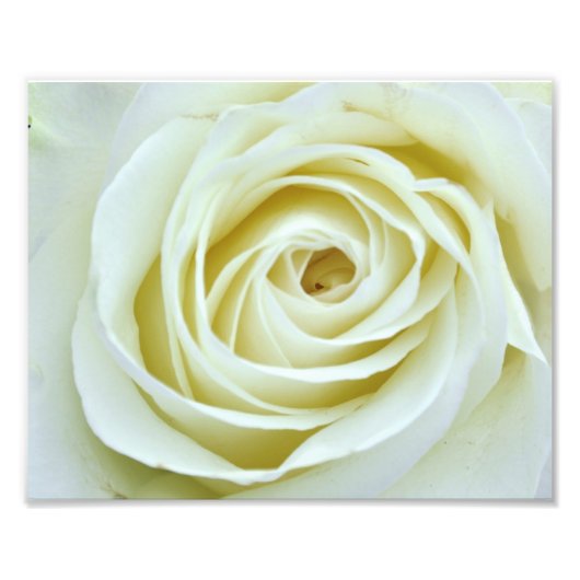 White Rose Foto Afdruk (Voorkant)