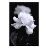 White Rose Foto Afdruk (Voorkant)