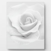 White Rose Fotoplaat (Voorkant)