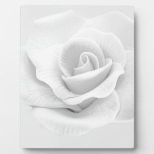 White Rose Fotoplaat