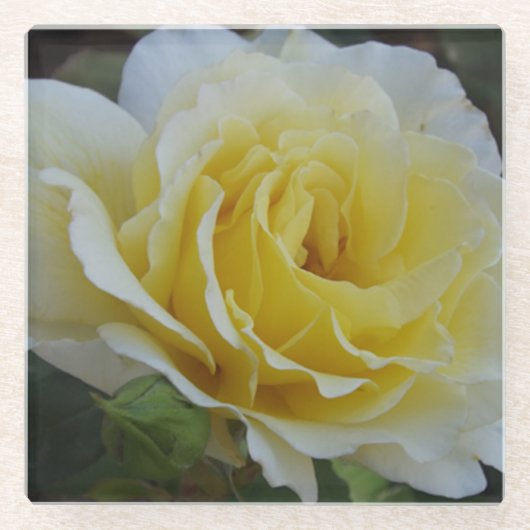 White Rose Glass Onderzetter (Voorkant)
