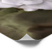 White Rose Hope Scripting Art Print (Hoek)