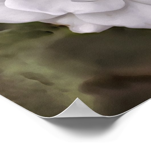 White Rose Hope Scripting Art Print (Hoek)