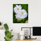 White Rose in bloom Poster (Thuiskantoor)
