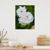White Rose in bloom Poster (Keuken)