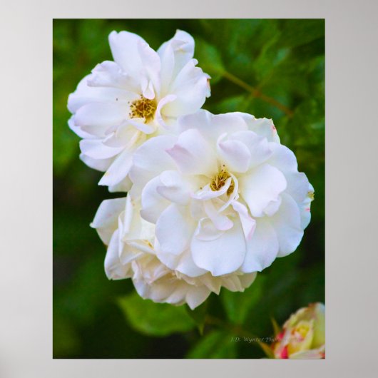 White Rose in bloom Poster (Voorkant)