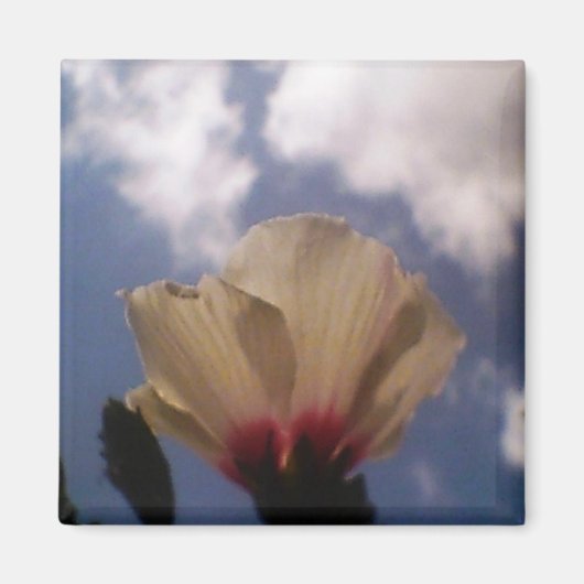 White Rose in the Cloudy Blue Sky Magneet (Voorkant)