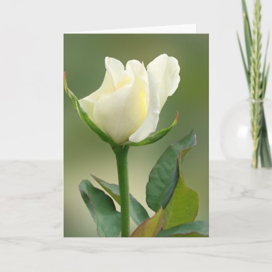 White Rose Kaart (Voorkant)