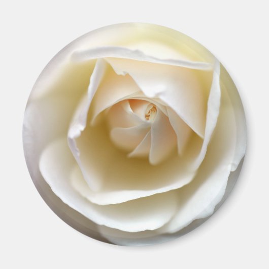 White Rose Magneet (Voorkant)