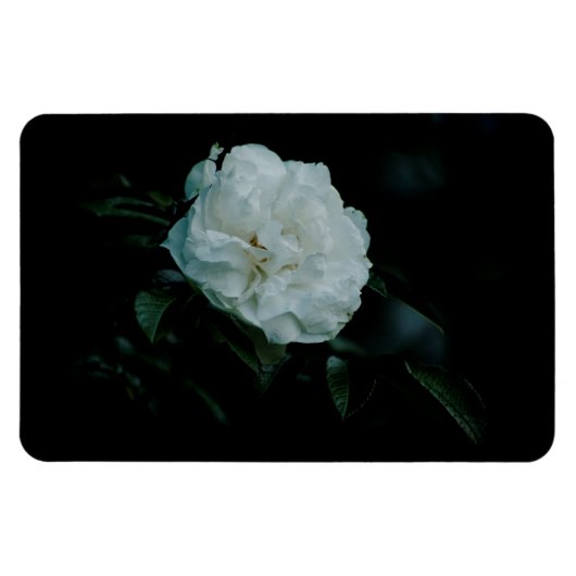 White Rose Magneet (Horizontaal)