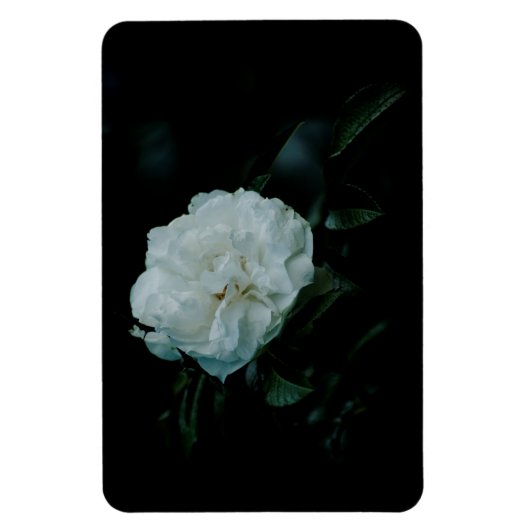 White Rose Magneet (Verticaal)