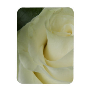 White Rose Magneet
