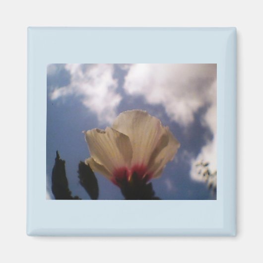 White Rose Magneet (Voorkant)