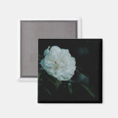 White Rose Magneet (Voorkant / Achterkant)