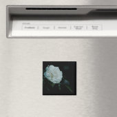 White Rose Magneet (Insitu (Vaatwasser))