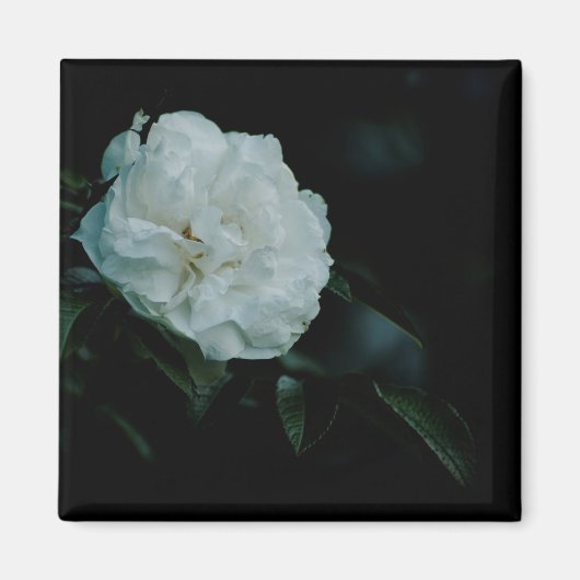 White Rose Magneet (Voorkant)