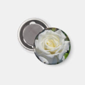 White Rose Magnet (Voorkant / Achterkant)
