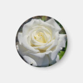White Rose Magnet (Voorkant)