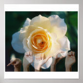 White Rose of Peace - ASL Poster (Voorkant)