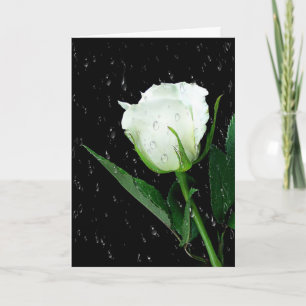 White Rose on Black met regendruppels Kaart