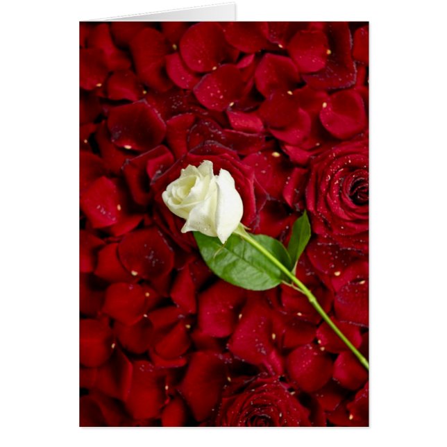 White Rose on Red Petals (Voorkant)